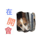 Corgi BJ's Feeling v5.0（個別スタンプ：7）