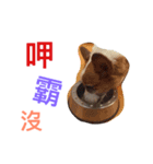 Corgi BJ's Feeling v5.0（個別スタンプ：10）