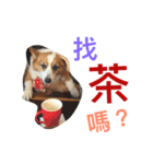 Corgi BJ's Feeling v5.0（個別スタンプ：11）