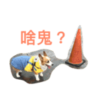 Corgi BJ's Feeling v5.0（個別スタンプ：12）