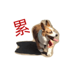 Corgi BJ's Feeling v5.0（個別スタンプ：13）