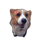 Corgi Prince Haru（個別スタンプ：1）