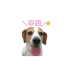 Dacing Lulu-A gorgeous beagle（個別スタンプ：1）