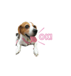 Dacing Lulu-A gorgeous beagle（個別スタンプ：4）