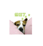 Dacing Lulu-A gorgeous beagle（個別スタンプ：9）