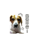 Dacing Lulu-A gorgeous beagle（個別スタンプ：13）