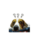 Dacing Lulu-A gorgeous beagle（個別スタンプ：15）