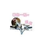 Dacing Lulu-A gorgeous beagle（個別スタンプ：16）