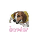 Dacing Lulu-A gorgeous beagle（個別スタンプ：18）