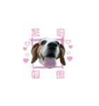 Dacing Lulu-A gorgeous beagle（個別スタンプ：19）