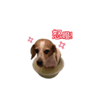 Dacing Lulu-A gorgeous beagle（個別スタンプ：21）