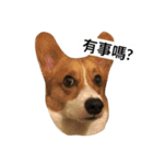 corgi Lele（個別スタンプ：1）