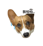 corgi Lele（個別スタンプ：2）