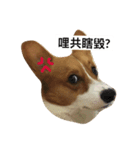 corgi Lele（個別スタンプ：4）