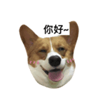 corgi Lele（個別スタンプ：6）