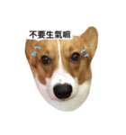 corgi Lele（個別スタンプ：7）