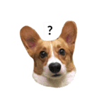 corgi Lele（個別スタンプ：8）