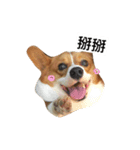 corgi Lele（個別スタンプ：10）