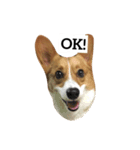 corgi Lele（個別スタンプ：11）