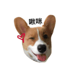 corgi Lele（個別スタンプ：12）