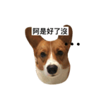 corgi Lele（個別スタンプ：13）