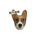 corgi Lele（個別スタンプ：14）