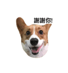 corgi Lele（個別スタンプ：16）