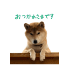 柴犬のちょろ 2（個別スタンプ：27）