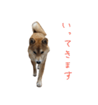 柴犬のちょろ 2（個別スタンプ：28）