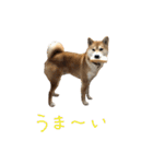 柴犬のちょろ 2（個別スタンプ：31）