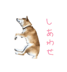 柴犬のちょろ 2（個別スタンプ：32）