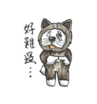 Akita dog Arnold and Akita dog chubby（個別スタンプ：10）