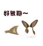 Bunny talk for you.（個別スタンプ：5）