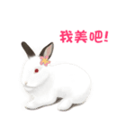 Bunny talk for you.（個別スタンプ：6）