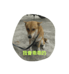 Dog's life language（個別スタンプ：6）