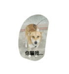 Dog's life language（個別スタンプ：7）