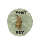 Dog's life language（個別スタンプ：13）