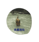 Dog's life language（個別スタンプ：14）