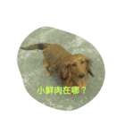 Dog's life language（個別スタンプ：15）