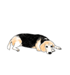 Beagle Daily Life 2 - A Tsau（個別スタンプ：24）