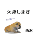西沢さんが使う可愛い子犬の名前スタンプ（個別スタンプ：8）