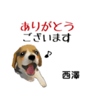 西澤さんが使う可愛い子犬の名前スタンプ（個別スタンプ：2）