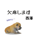 西澤さんが使う可愛い子犬の名前スタンプ（個別スタンプ：8）