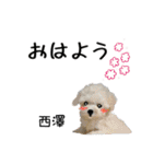 西澤さんが使う可愛い子犬の名前スタンプ（個別スタンプ：18）