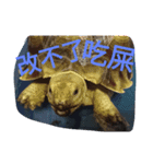 Turtle days(2)（個別スタンプ：2）