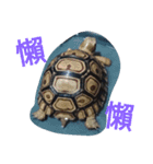 Turtle days(2)（個別スタンプ：5）