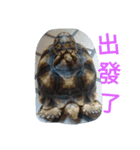 Turtle days(2)（個別スタンプ：6）