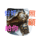 Turtle days(2)（個別スタンプ：7）