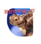 Turtle days(2)（個別スタンプ：8）