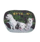 My three dogs（個別スタンプ：13）